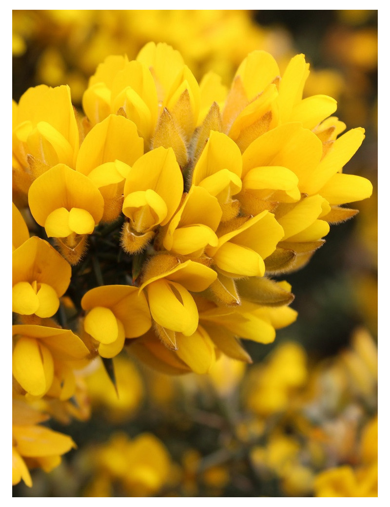 ULEX europaeus (Ajonc d'Europe ou Grand Ajonc)