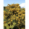 ULEX europaeus (Ajonc d'Europe ou Grand Ajonc)