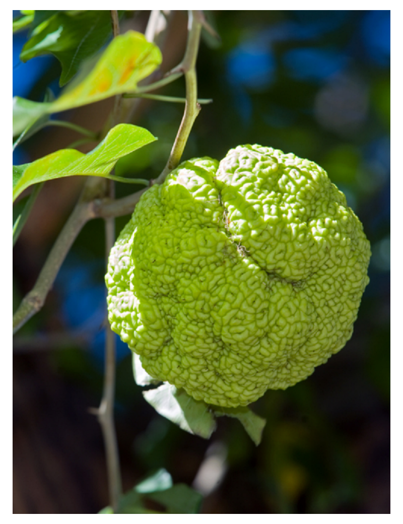 MACLURA pomifera (Oranger des Osages)