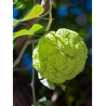 MACLURA pomifera (Oranger des Osages)