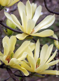 MAGNOLIA BUTTERFLIES
