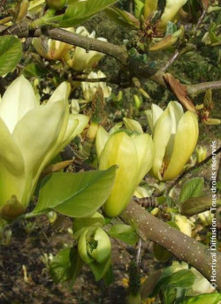 MAGNOLIA BUTTERFLIES