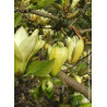 MAGNOLIA BUTTERFLIES (Magnolier)