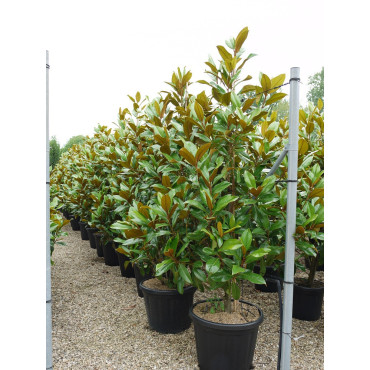 MAGNOLIA grandiflora GALISSONIENSIS (Magnolia à grandes fleurs)