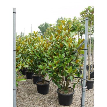 MAGNOLIA grandiflora GALISSONIENSIS (Magnolia à grandes fleurs)