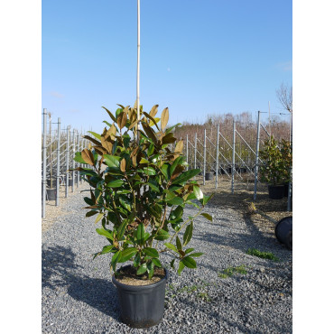 MAGNOLIA grandiflora GALISSONIENSIS (Magnolia à grandes fleurs)