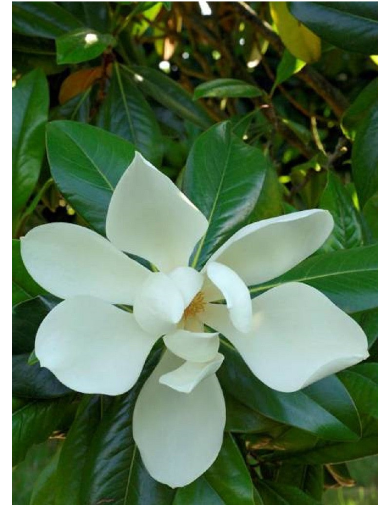 MAGNOLIA grandiflora GALISSONIENSIS (Magnolia à grandes fleurs)