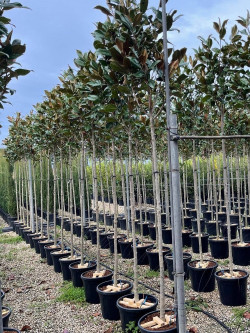 MAGNOLIA grandiflora GALISSONIENSIS En pot de 35-50 litres forme tige hauteur du tronc 180-200 cm