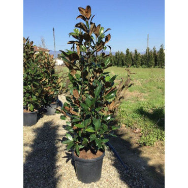 MAGNOLIA grandiflora GALISSONIENSIS (Magnolia à grandes fleurs)