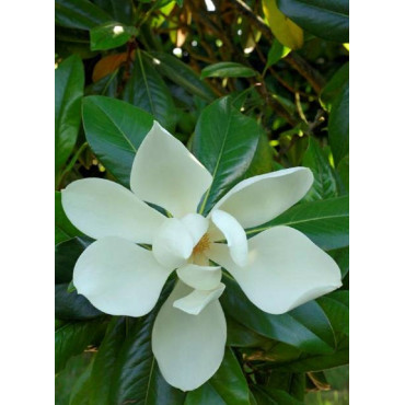 Topiaire (Plante taillée) - MAGNOLIA grandiflora GALISSONIENSIS (Magnolia à grandes fleurs)