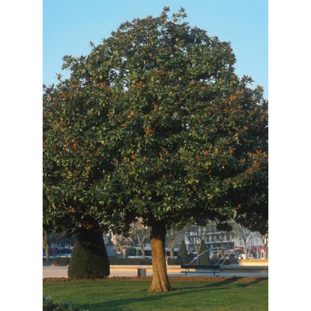 Topiaire (Plante taillée) - MAGNOLIA grandiflora GALISSONIENSIS (Magnolia à grandes fleurs)