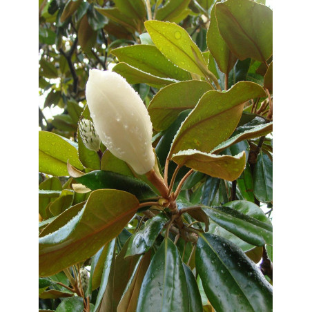 Topiaire (Plante taillée) - MAGNOLIA grandiflora GALISSONIENSIS (Magnolia à grandes fleurs)