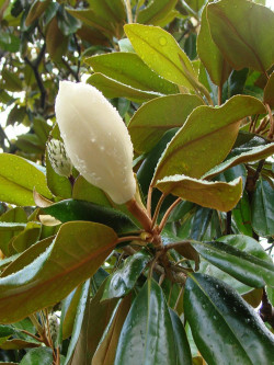 MAGNOLIA grandiflora GALISSONIENSIS