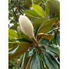 Topiaire (Plante taillée) - MAGNOLIA grandiflora GALISSONIENSIS (Magnolia à grandes fleurs)