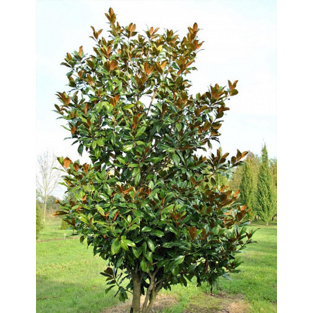 Topiaire (Plante taillée) - MAGNOLIA grandiflora GALISSONIENSIS (Magnolia à grandes fleurs)