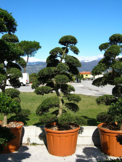 ILEX crenata KINME