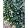 Topiaire (Plante taillée) - ILEX crenata KINME (Houx crénelé ou houx japonais)