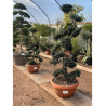 ILEX crenata KINME