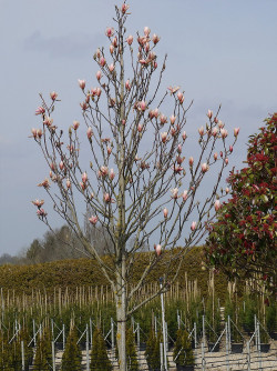 MAGNOLIA HEAVEN SCENT