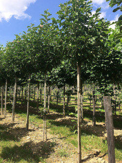 MAGNOLIA HEAVEN SCENT