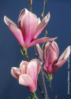 MAGNOLIA HEAVEN SCENT