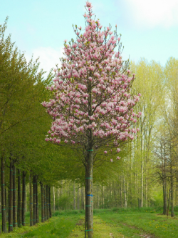 MAGNOLIA HEAVEN SCENT