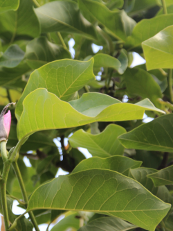 MAGNOLIA HEAVEN SCENT