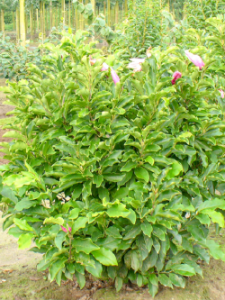 MAGNOLIA liliiflora NIGRA