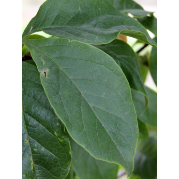 MAGNOLIA liliiflora NIGRA (Magnolier)