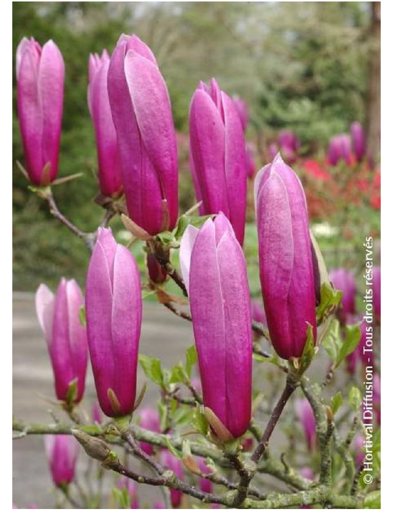 MAGNOLIA liliiflora NIGRA (Magnolier)