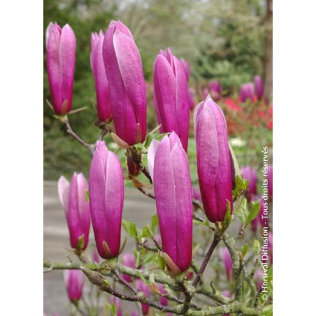 MAGNOLIA liliiflora NIGRA (Magnolier)