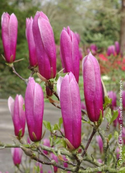 MAGNOLIA liliiflora NIGRA