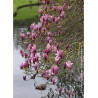 MAGNOLIA liliiflora NIGRA (Magnolier)