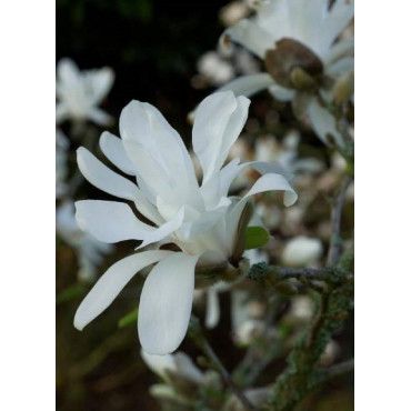 MAGNOLIA stellata (Magnolier)