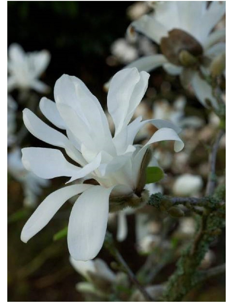 MAGNOLIA stellata (Magnolier)