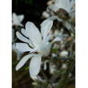 MAGNOLIA stellata (Magnolier)