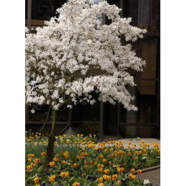 MAGNOLIA stellata (Magnolier)