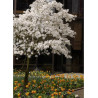 MAGNOLIA stellata (Magnolier)