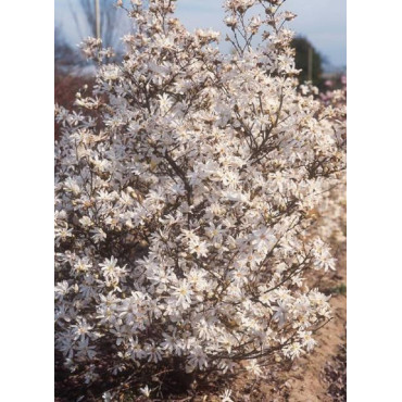 MAGNOLIA stellata (Magnolier)