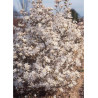 MAGNOLIA stellata (Magnolier)