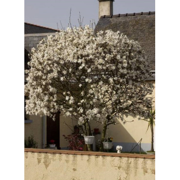 MAGNOLIA stellata (Magnolier)