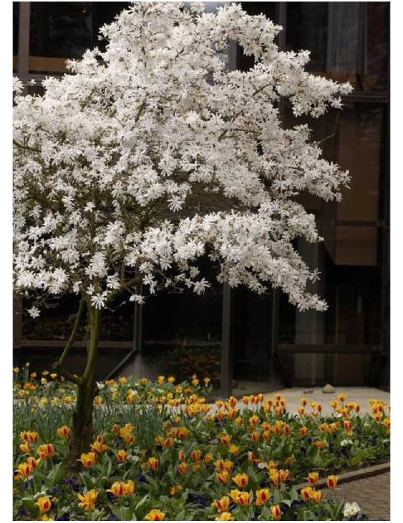 MAGNOLIA stellata (Magnolier - Arbre)