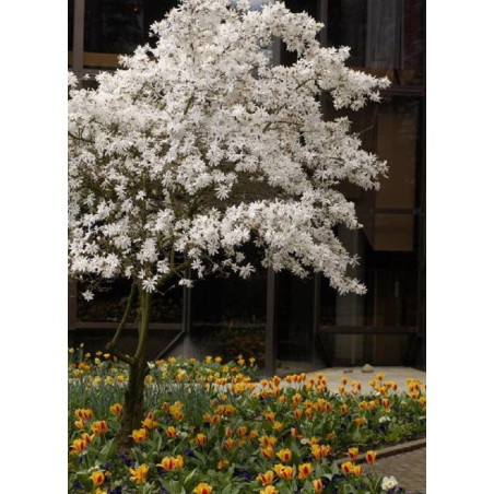 MAGNOLIA stellata (Magnolier - Arbre)