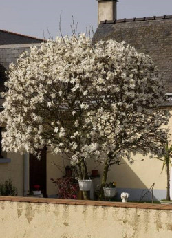 MAGNOLIA stellata
