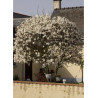 MAGNOLIA stellata (Magnolier - Arbre)