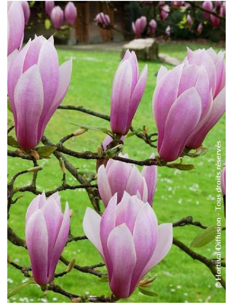 MAGNOLIA soulangeana ANDRE LEROY (Magnolier)