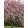 MAGNOLIA soulangeana ANDRE LEROY (Magnolier)