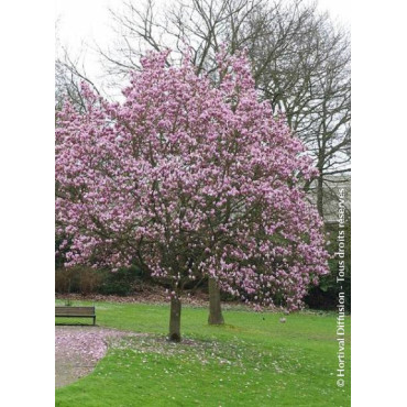 MAGNOLIA soulangeana ANDRE LEROY (Magnolier)