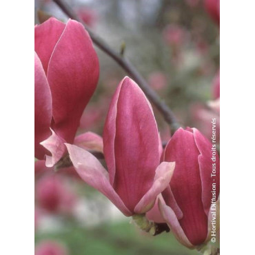 MAGNOLIA soulangeana RUSTICA RUBRA (Magnolier)