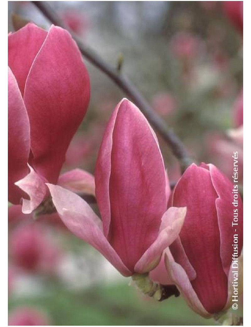 MAGNOLIA soulangeana RUSTICA RUBRA (Magnolier)